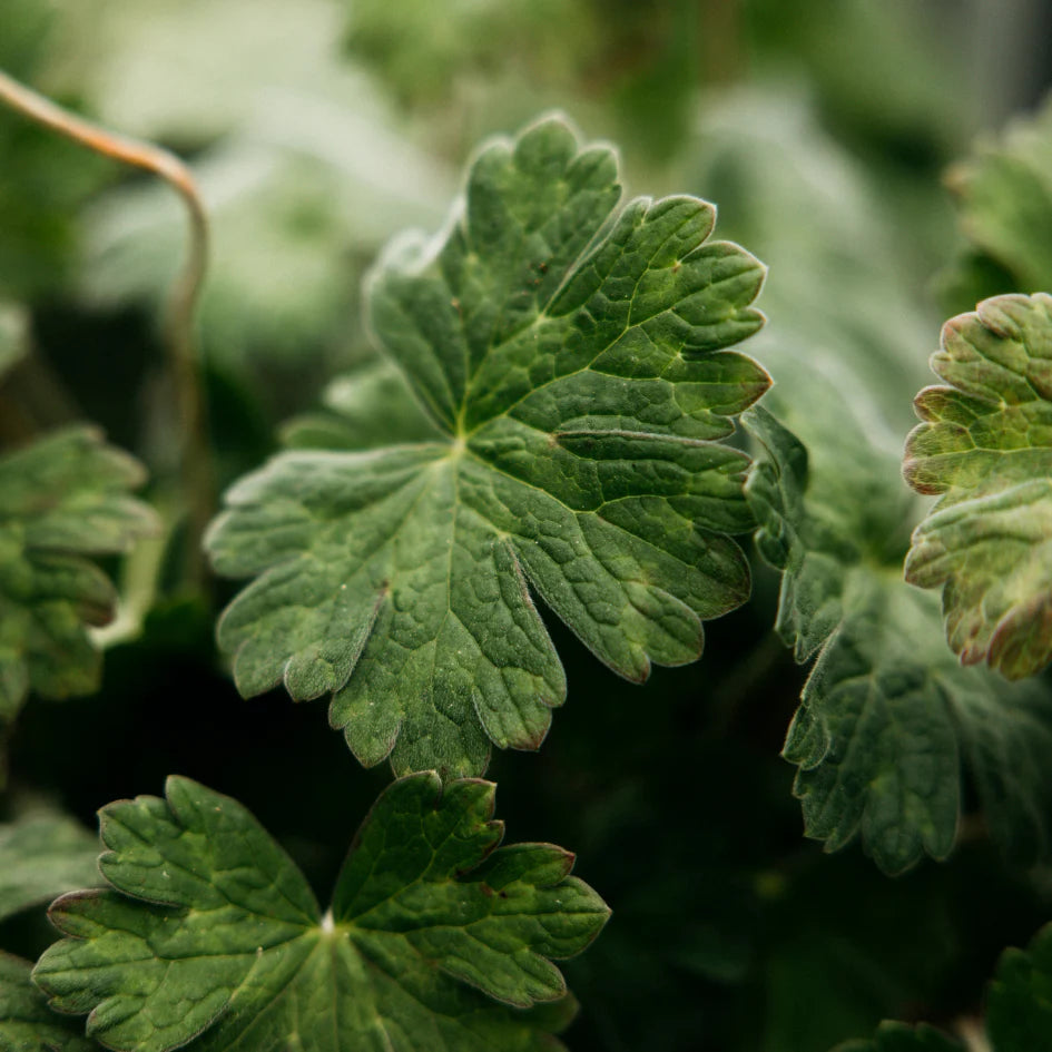 Scented Tealight - Geranium Leaf