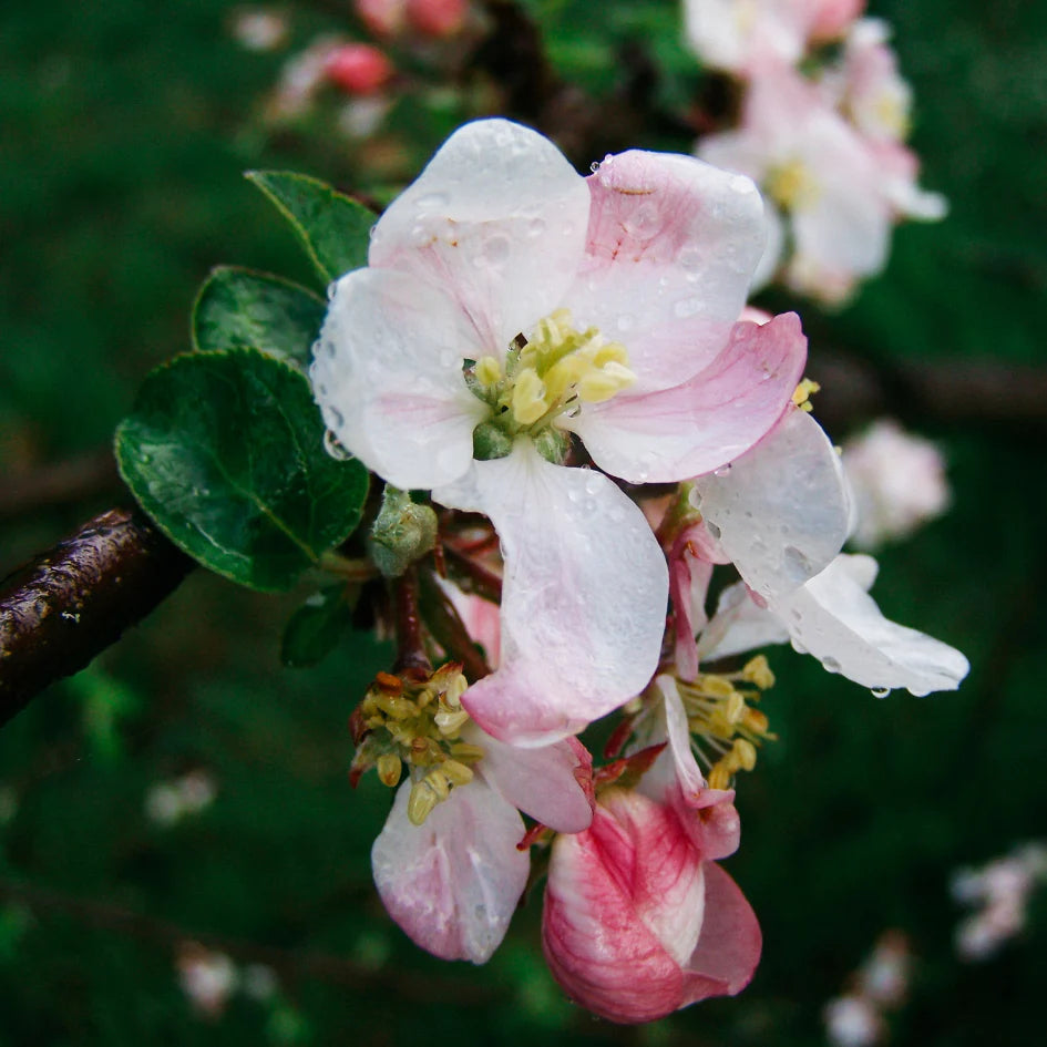 Diffuser Refill - Walled Garden
