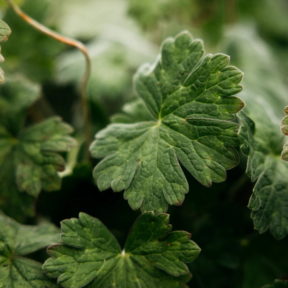 Diffuser Refill - Geranium Leaf