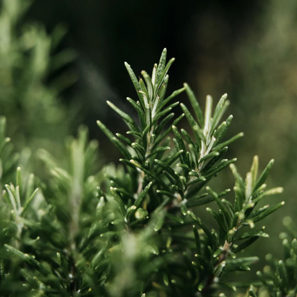 Hand Soap Bay & Rosemary
