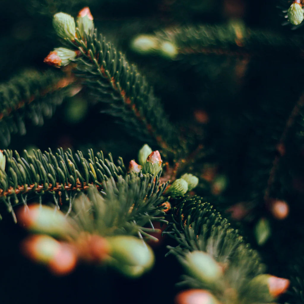 Tin - Sacred Forest Scented Christmas Candle