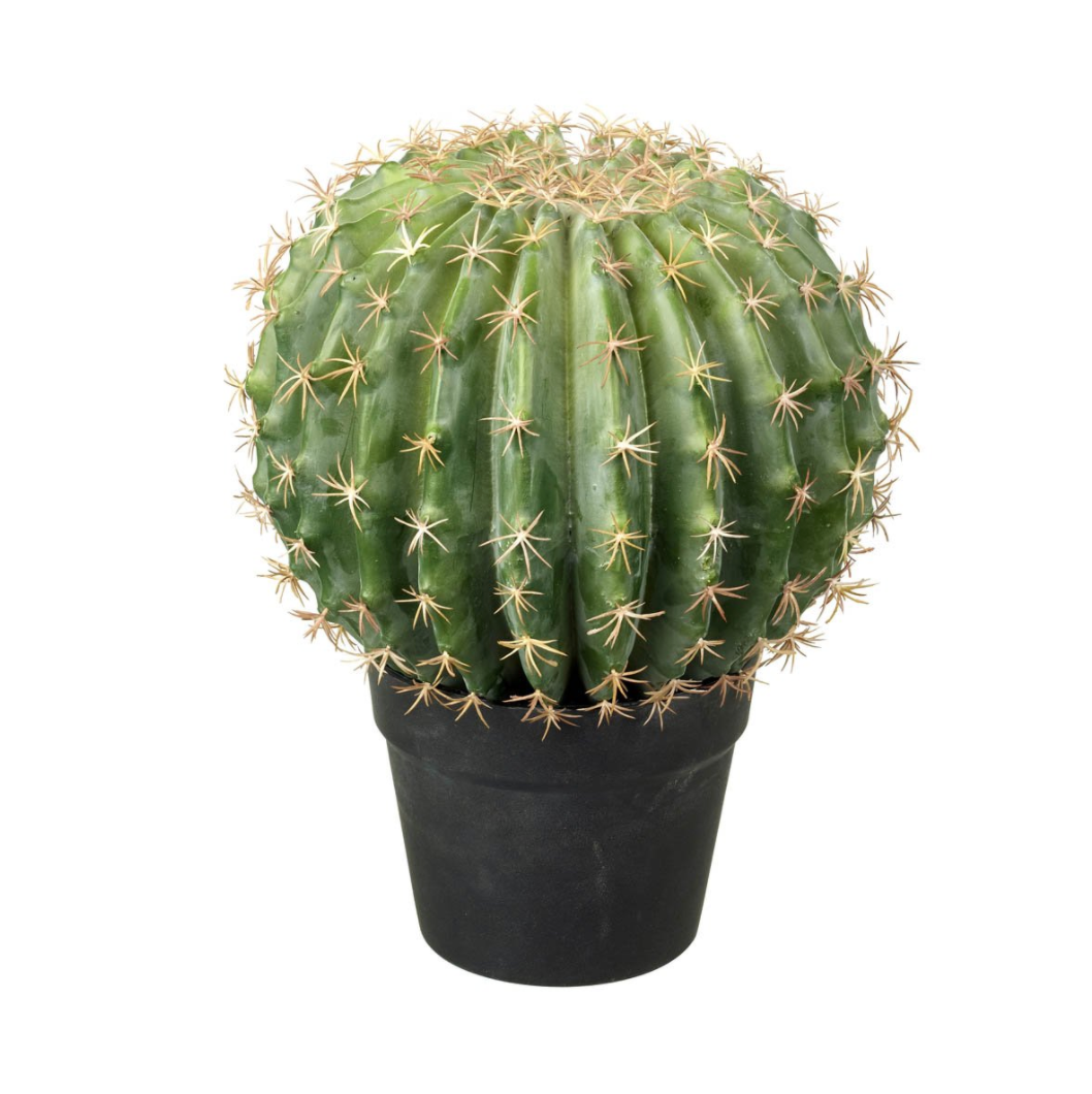 Melon Cactus