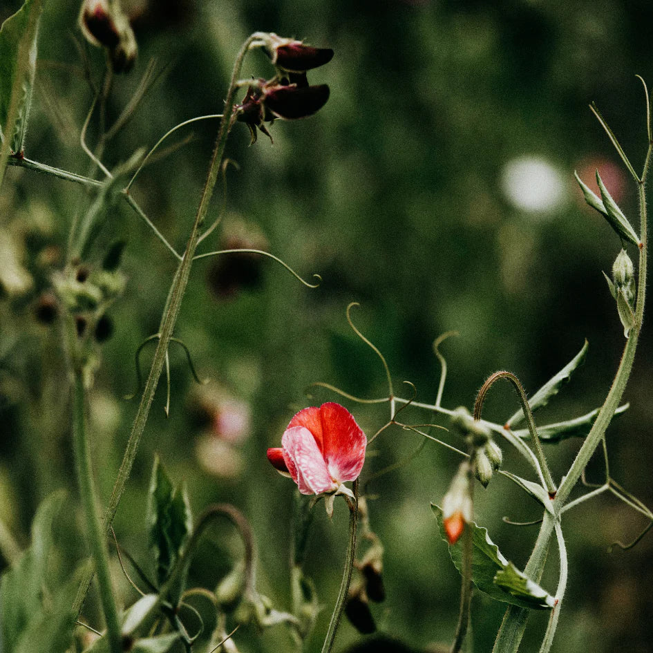 Tin - Sweet Pea