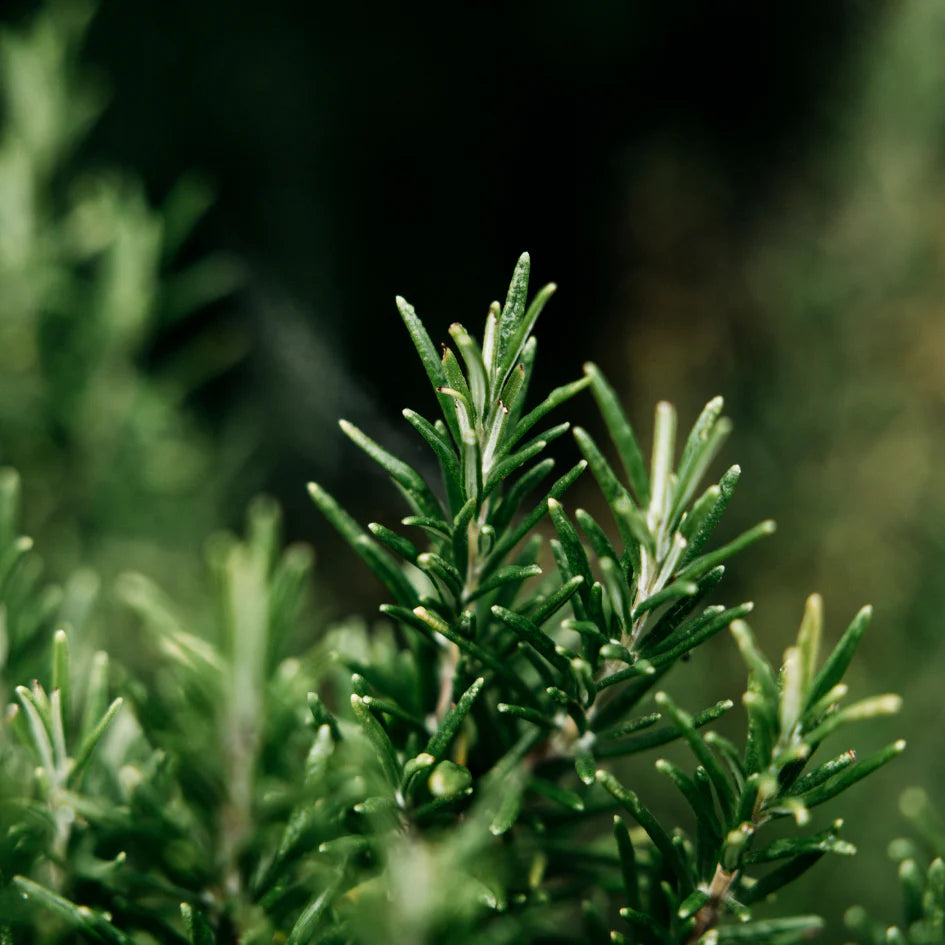 Scented Tealight - Bay & Rosemary