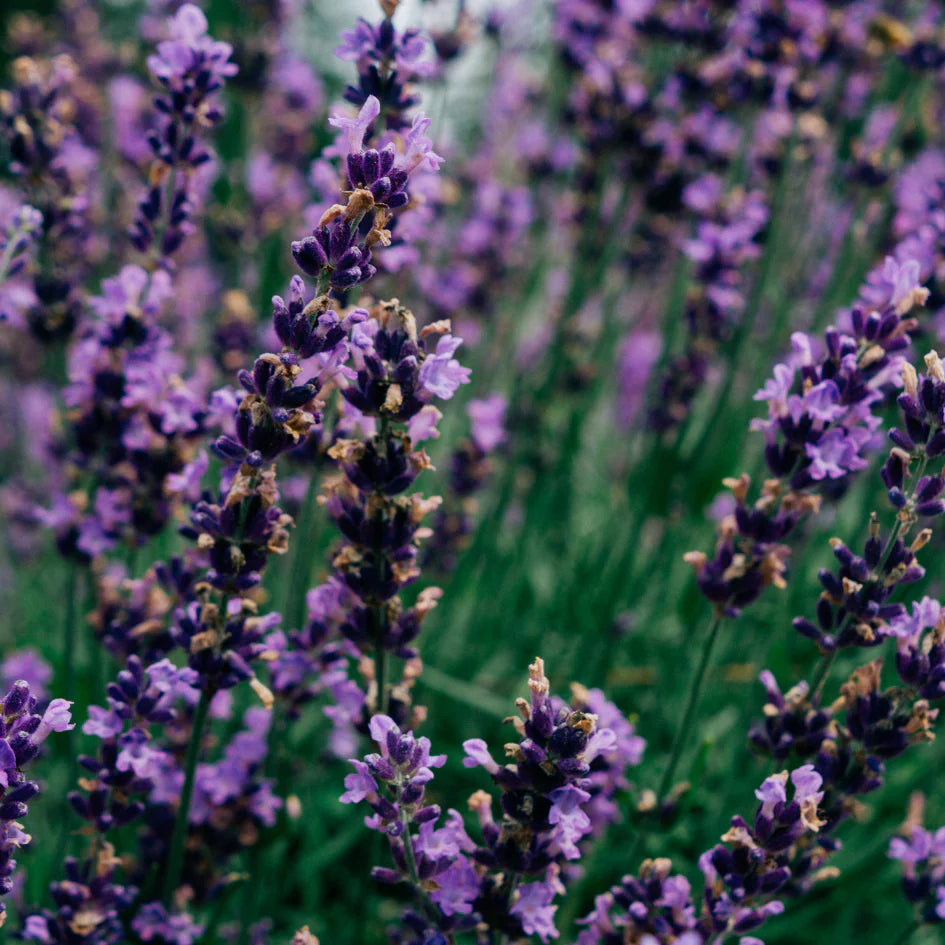 Scented Tealight - Lavender Fields