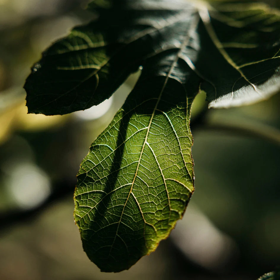 Diffuser set - Fig Tree