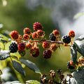 Tin - Hawthorn Berries