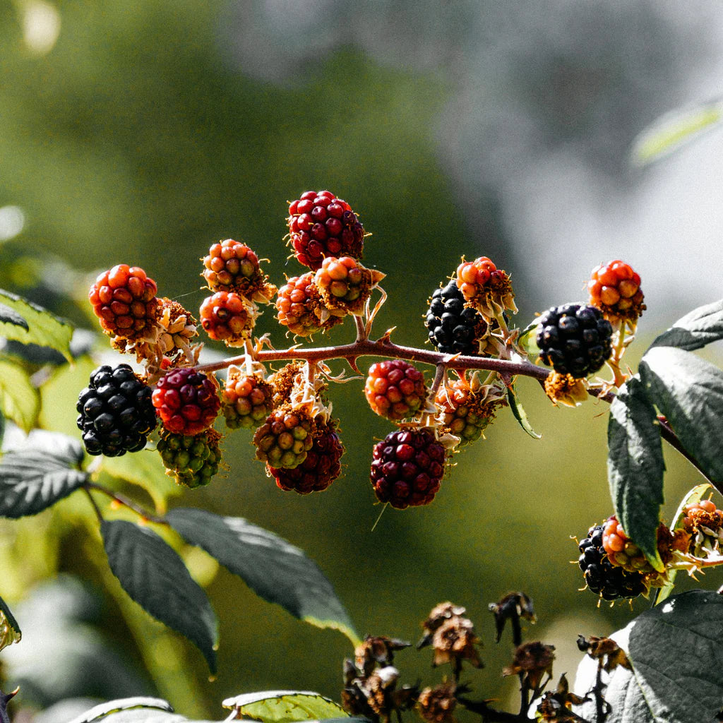 Tin - Hawthorn Berries
