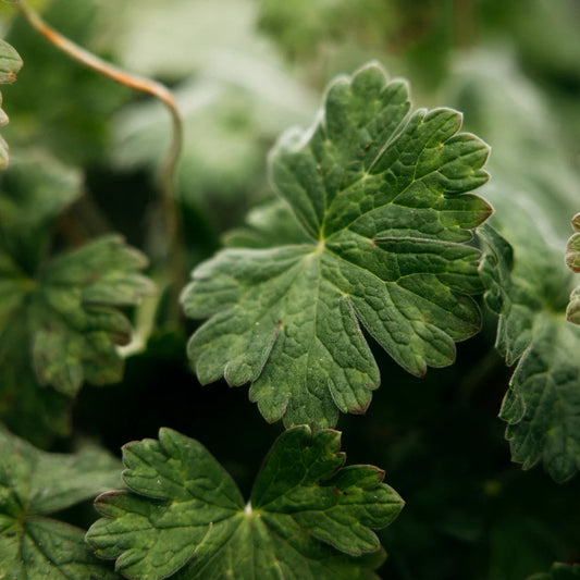 Diffuser Refill - Geranium Leaf