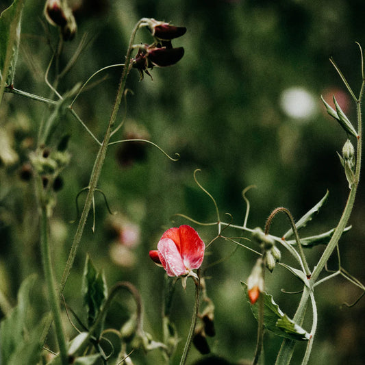 Diffuser Refill - Sweet Pea