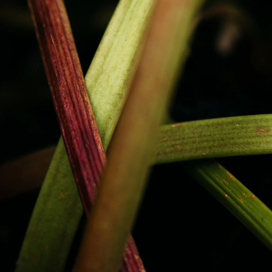 Tin - Wild Rhubarb