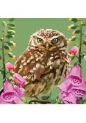 BRITISH BIRDS OWL
