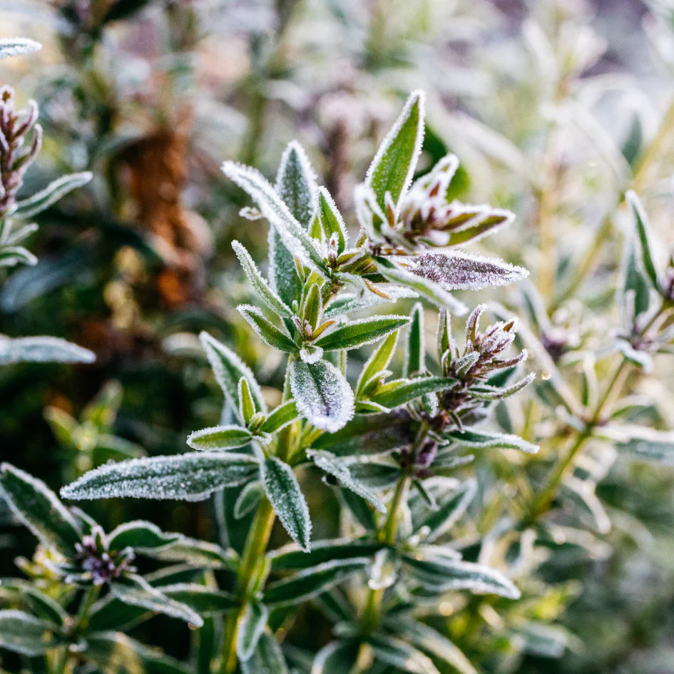 Tin - Winter Thyme