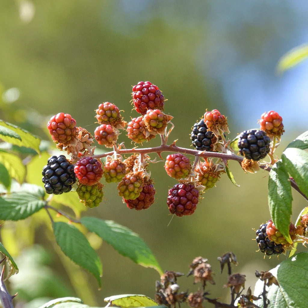 Diffuser Refill - Hawthorn & Berries