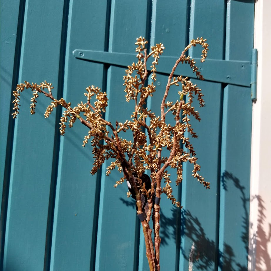 Gold Fern/Leaf Branches