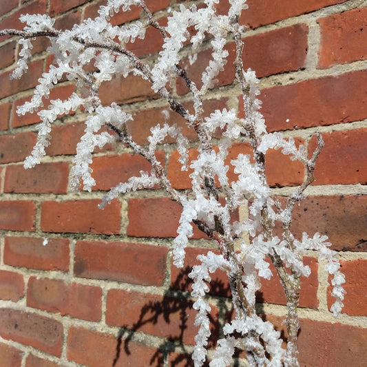 Winter Snowy Branch